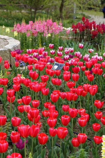 Tulip merah yang mekar