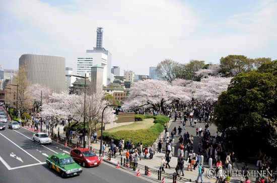 Suasana sewaktu hanami Yasukuni Jinja Sakura 2020