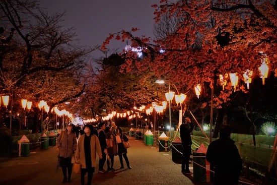 Yozakura Ueno Park Sakura 2020
