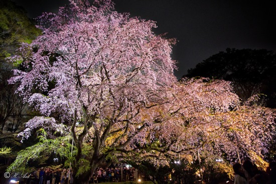 Yozakura di Taman Rikugien Tokyo