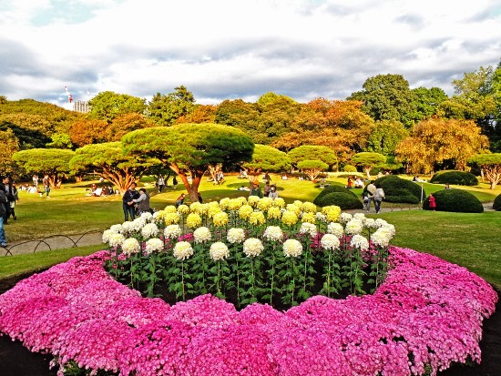 Bunga di taman shinjuku gyoen