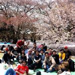 hanami bersama di shinjuku gyoen