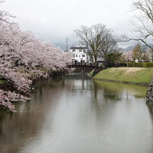 hanami sakura di Kastil Matsumoto