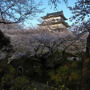 hanami sakura di Kastil Odawara