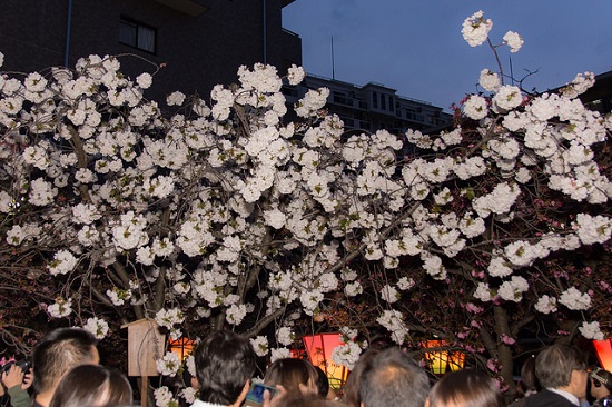 hanami sakura di museum uang logam jepang