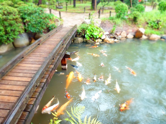 ikan-ikan di kolam taman shukkeien