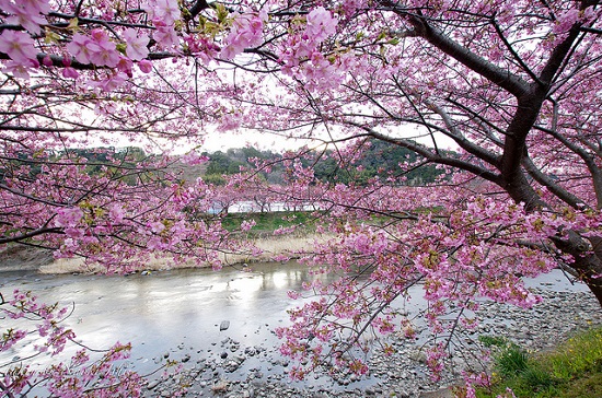 indahnya bunga sakura di kawazu