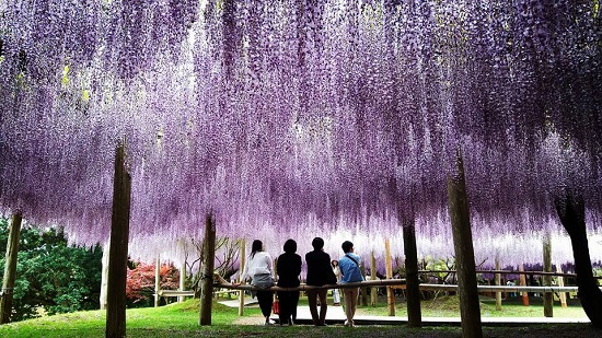 indahnya taman wisteria kawachi fujien