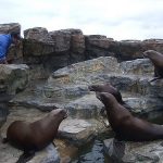 kamogawa seaworld atraksi makan