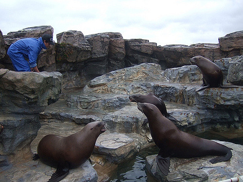 kamogawa seaworld atraksi makan