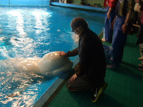 kamogawa seaworld menyentuh beluga