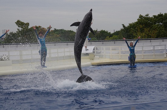 kyoto aquarium pertunjukan lumba-lumba