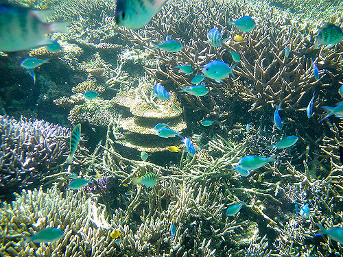 pemandangan bawah laut okinawa