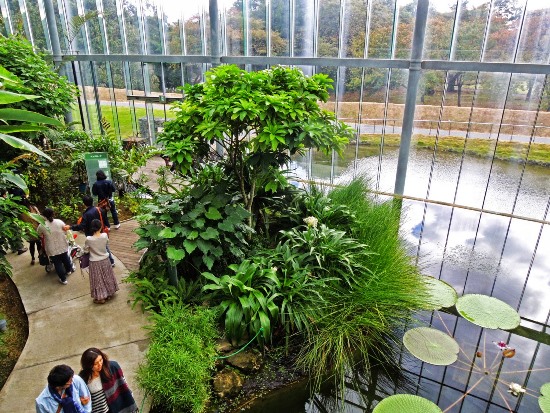 Rumah kaca di taman shinjuku gyoen