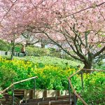 sakura matsuda festival