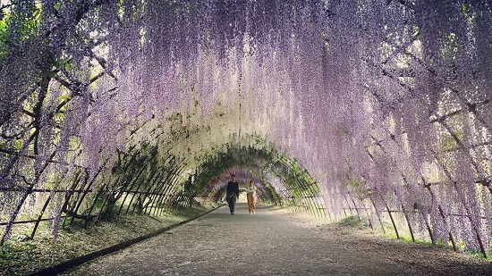 terowongan bunga wisteria di taman kawachi